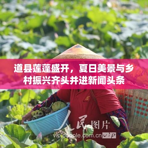 道县莲蓬盛开，夏日美景与乡村振兴齐头并进新闻头条