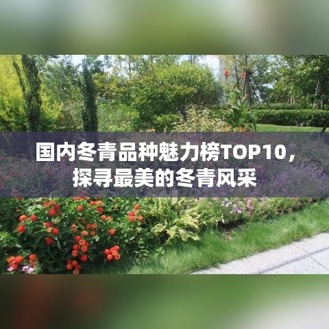 国内冬青品种魅力榜TOP10，探寻最美的冬青风采