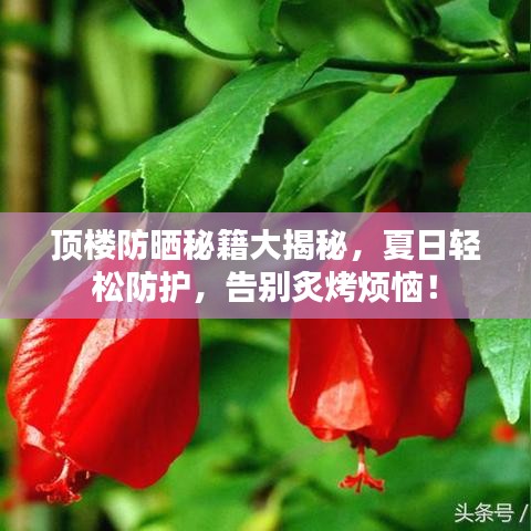 顶楼防晒秘籍大揭秘，夏日轻松防护，告别炙烤烦恼！