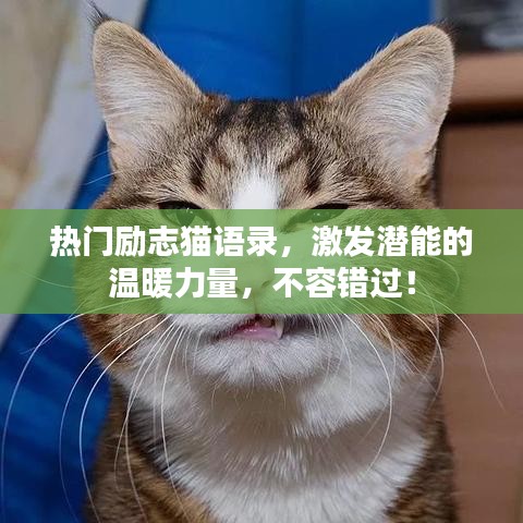 热门励志猫语录，激发潜能的温暖力量，不容错过！