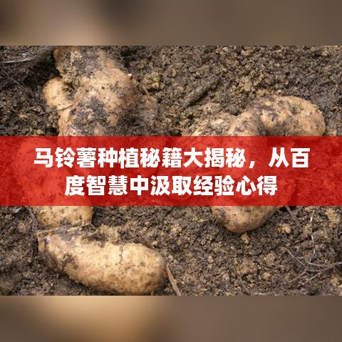 马铃薯种植秘籍大揭秘，从百度智慧中汲取经验心得