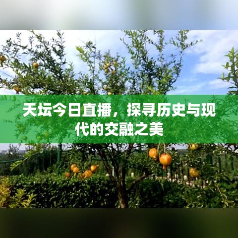 天坛今日直播，探寻历史与现代的交融之美