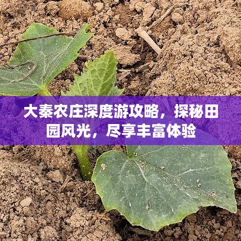 大秦农庄深度游攻略，探秘田园风光，尽享丰富体验