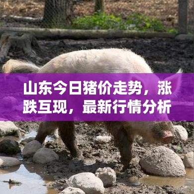 山东今日猪价走势，涨跌互现，最新行情分析！