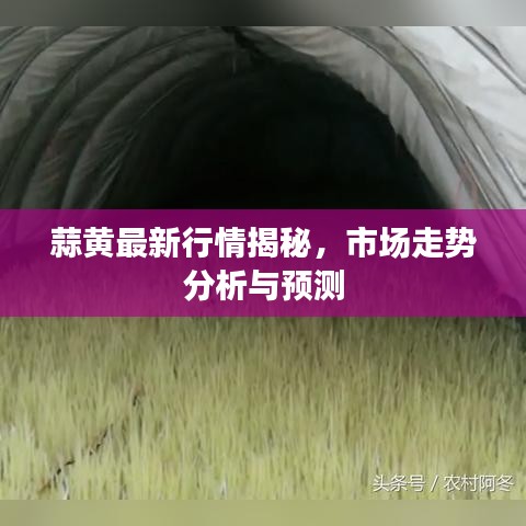 蒜黄最新行情揭秘，市场走势分析与预测